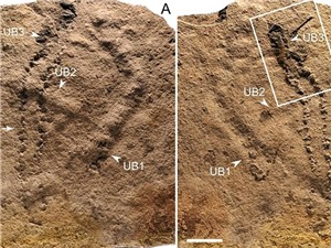 Dấu chân hóa thạch lâu đời nhất thế giới tại Trung Quốc