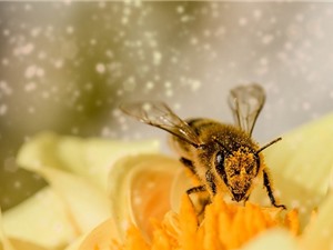 Phát hiện bằng chứng loài ong hiểu được số 0 nhỏ hơn 1?