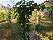 Vĩnh Phúc: Triển khai mô hình trồng cây dược liệu Sacha Inchi