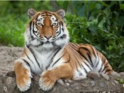 Bất ngờ về số lượng lớn hổ được bắt làm thú nuôi