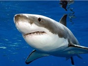 Mỹ điều tra trách nhiệm hình sự vụ cá mập trắng chết