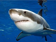 Mỹ điều tra trách nhiệm hình sự vụ cá mập trắng chết