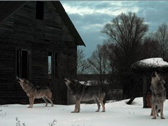 Loài sói xám Chernobyl đang phát triển mạnh