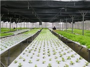 Xây dựng nông trường nông nghiệp công nghệ cao ở ngoại ô Đà Lạt