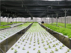 Xây dựng nông trường nông nghiệp công nghệ cao ở ngoại ô Đà Lạt