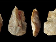 Tổ tiên loài người đã xuất hiện ở châu Á từ hơn 2 triệu năm trước?