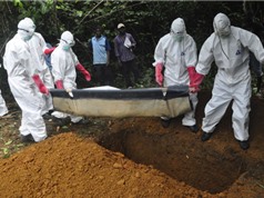 Phát hiện chủng mới của virus Ebola khét tiếng