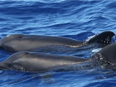 Phát hiện sinh vật lai mới giữa cá heo và cá voi