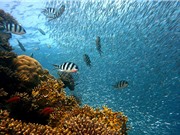Mức độ axit đại dương có thế đạt mức cao nhất trong 14 triệu năm 