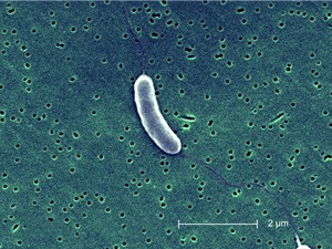 Biến đổi khí hậu và sự sinh sôi của "vi khuẩn ăn thịt người"