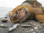 Thủy triều đỏ giết chết nhiều sinh vật biển ở Mỹ