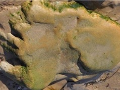 Lần đầu tiên phát hiện dấu chân khủng long trên đất liền Scotland