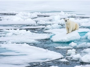 Cảnh báo: Khối băng dày và lâu đời nhất tại Bắc Cực đã bắt đầu tan chảy