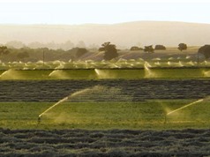 Hệ lụy từ các chương trình tiết kiệm nước tưới nông nghiệp