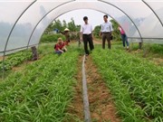 Quảng Bình: Sản xuất rau hữu cơ và giải pháp sử dụng đạm thực vật thay thế đạm vô cơ trong sản xuất rau