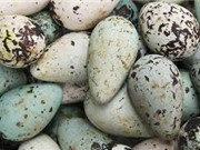 Lý giải được tại sao trứng một số loài chim biển lại có hình dạng quả lê