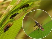 Biến đổi khí hậu khiến côn trùng phá hoại mùa màng nhiều hơn