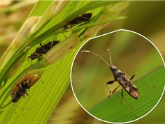 Biến đổi khí hậu khiến côn trùng phá hoại mùa màng nhiều hơn