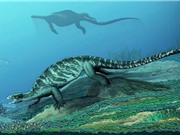 Phát hiện hóa thạch rùa cổ đại không có mai