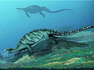Phát hiện hóa thạch rùa cổ đại không có mai