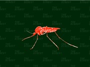 Thả muỗi biến đổi gene ở châu Phi