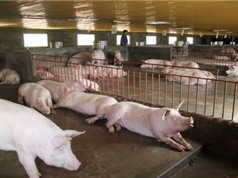 Bắc Kạn: Ứng dụng tiến bộ khoa học kỹ thuật xây dựng mô hình sản xuất giống bố mẹ và chăn nuôi lợn ngoại tập trung
