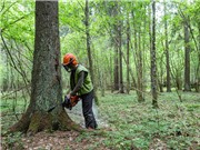 Chiến lược năng lượng tái tạo của châu Âu làm tăng tình trạng phá rừng