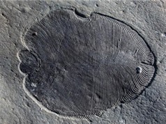 Phát hiện hóa thạch động vật lâu đời nhất thế giới 