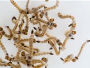 Nghiên cứu: Muỗi có thể là nguồn lây nhiễm hạt nhựa vào cơ thể người