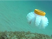 Mỹ phát triển robot sứa để nghiên cứu môi trường biển