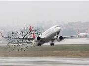 Giải pháp LED cho vấn nạn máy bay đâm phải chim