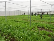 Phú Thọ ứng dụng công nghệ cao trong sản xuất nông nghiệp