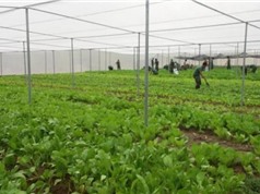 Phú Thọ ứng dụng công nghệ cao trong sản xuất nông nghiệp