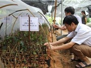 Bắc Kạn: Nghiên cứu đặc điểm sinh học và kỹ thuật gây, trồng cây chè Hoa Vàng