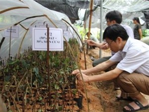 Bắc Kạn: Nghiên cứu đặc điểm sinh học và kỹ thuật gây, trồng cây chè Hoa Vàng