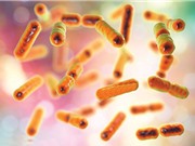 Sáng kiến bảo tồn vi khuẩn có lợi trong cơ thể người