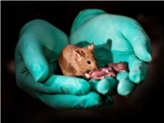 Các nhà khoa học Trung Quốc tạo ra chuột con từ hai chuột cái