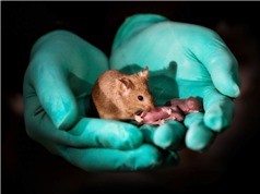 Các nhà khoa học Trung Quốc tạo ra chuột con từ hai chuột cái