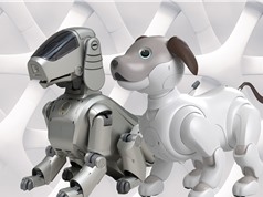 Liệu chúng ta có thể yêu quý chó robot như chó thật không? 