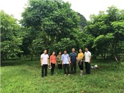 Lạng Sơn: Tuyển chọn cây Trám đen ưu tú, xây dựng mô hình nhân giống, trồng mới và thâm canh Trám đen tại huyện Hữu Lũng
