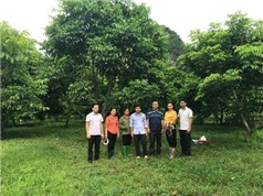 Lạng Sơn: Tuyển chọn cây Trám đen ưu tú, xây dựng mô hình nhân giống, trồng mới và thâm canh Trám đen tại huyện Hữu Lũng