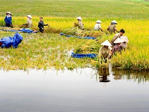 Chỉ số phát triển con người Việt Nam: Chiều hướng tăng đang chững lại