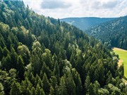 Nghiên cứu mới: Đa dạng hóa cây rừng làm tăng hấp thụ CO2