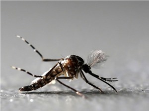 Bùng phát lây nhiễm virus Zika tại Ấn Độ