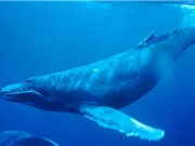 Tàu biển chạy làm tắt "tiếng hát đại dương" của cá voi lưng gù