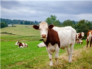 Scotland phát hiện trường hợp bò điên đầu tiên sau 10 năm