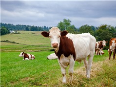 Scotland phát hiện trường hợp bò điên đầu tiên sau 10 năm