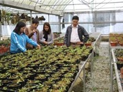 Bắc Kạn: Ứng dụng KH&CN trong phát triển một số loài lan rừng quý, có giá trị kinh tế