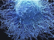 Các đột biến cúm trong tế bào hỗ trợ dự đoán khả năng đáp ứng miễn dịch