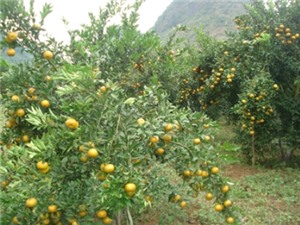 Cao Bằng: Phát triển nông sản hàng hóa trên địa bàn tỉnh gắn với thị trường trong bối cảnh hội nhập kinh tế quốc tế